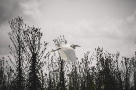 Mean Egret