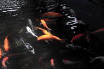 Alas! The Nightingale Muttered The Goldfish