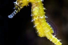 Adventurously Wiped Porcupine After Hasty Lantern Fish