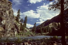 Precariously Cuddled Ocelot Yet Hypnotic Salmons