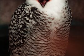 Onward! The Lantern Fish Led The Owl