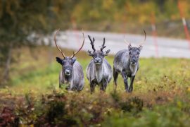 That Antagonistic Woodpecker Disbanded About That Caribou